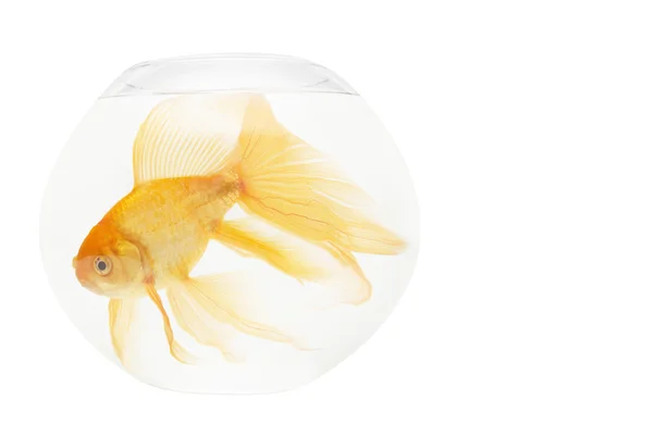 Złote ryby w akwarium — Zdjęcie stockowe