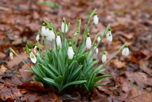 Spring flowers- snowdrops. — Stock Photo, Image