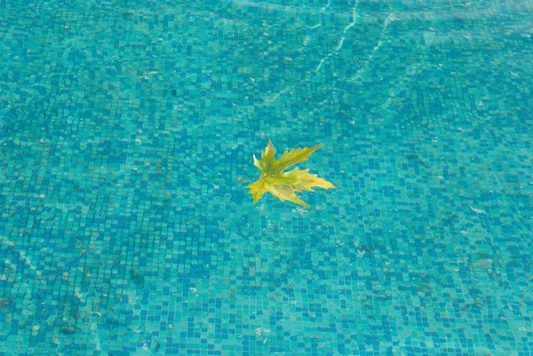 黄色の葉と青い水面. — ストック写真