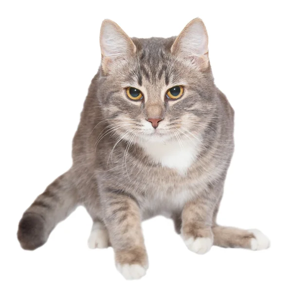 Ung gray katt — Stockfoto