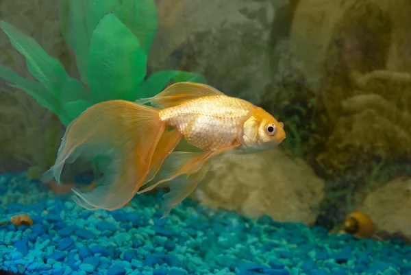 金色の熱帯の魚 — ストック写真