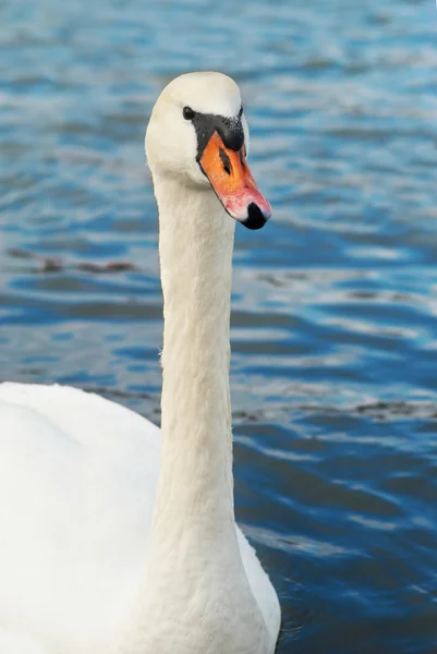 Krásná bílá labuť. — Stock fotografie