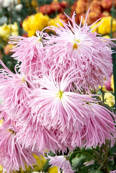 Crisantemi rosa dolce . — Foto Stock
