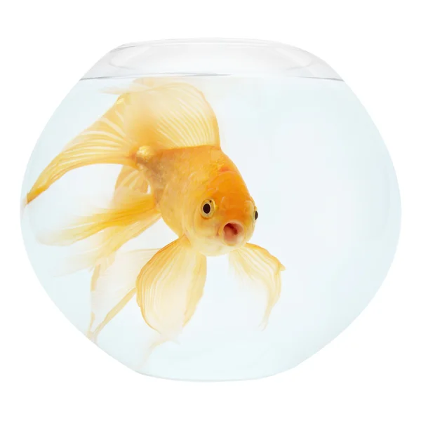 Ein goldener Fisch im Aquarium — Stockfoto