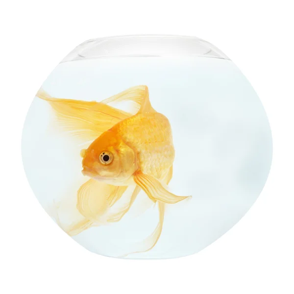 在水族馆的金色鱼 — 图库照片