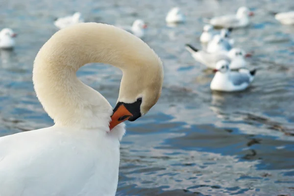 Krásná bílá labuť. — Stock fotografie