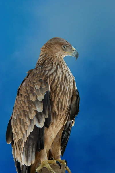 stock image A hawk eagle