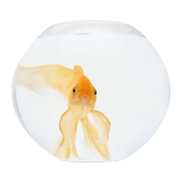 Un pez dorado en el acuario — Foto de Stock