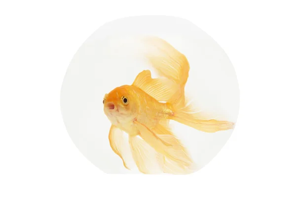 在水族馆的金色鱼 — 图库照片