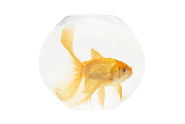 En gyllene fiskar i akvarium — Stockfoto