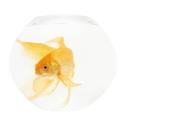 En gyllene fiskar i akvarium — Stockfoto