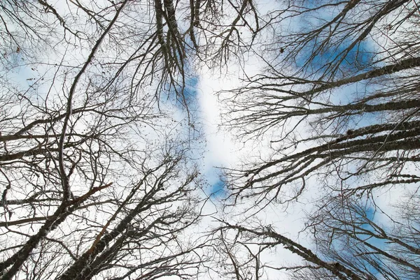 Cima degli alberi invernali con cielo blu e nuvole . — Foto Stock