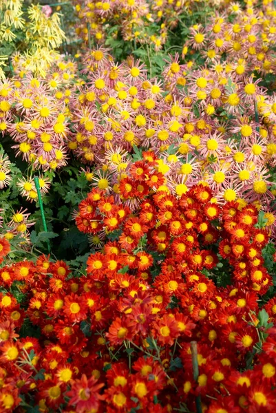 Oblast červeno žluté a oranžové chryzantémy. — Stock fotografie