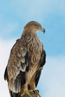 A hawk eagle clipart