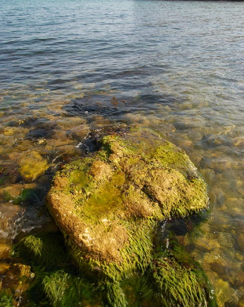 Большой камень с зелеными морскими водорослями . — стоковое фото