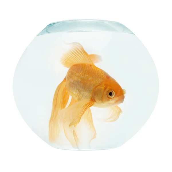 Un pesce dorato in acquario — Foto Stock