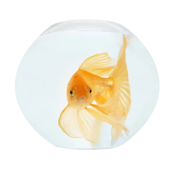 Bir altın balık akvaryum — Stok fotoğraf