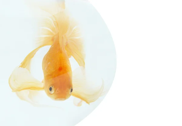 水族館の黄金の魚 — ストック写真