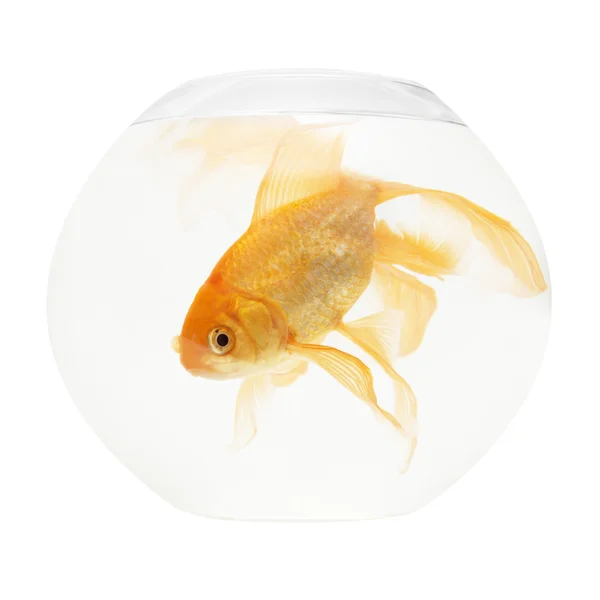 Un pez dorado en el acuario —  Fotos de Stock