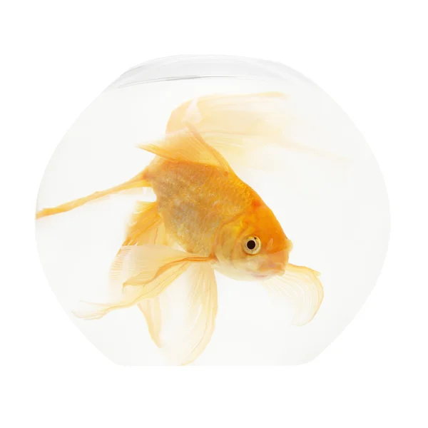 수족관에 있는 황금 물고기 — 스톡 사진