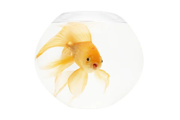 Bir altın balık akvaryum — Stok fotoğraf