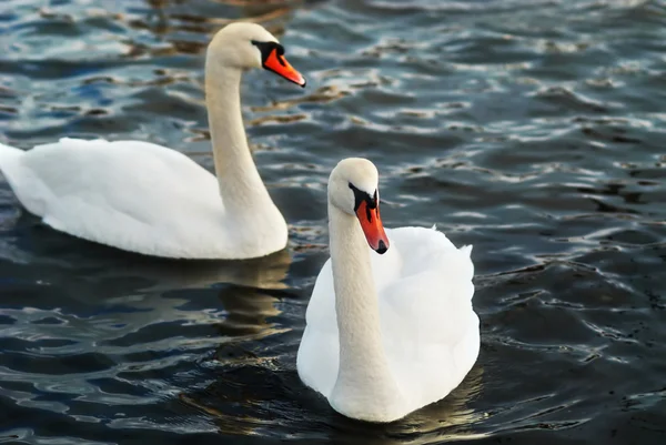 Cisnes brancos . — Fotografia de Stock
