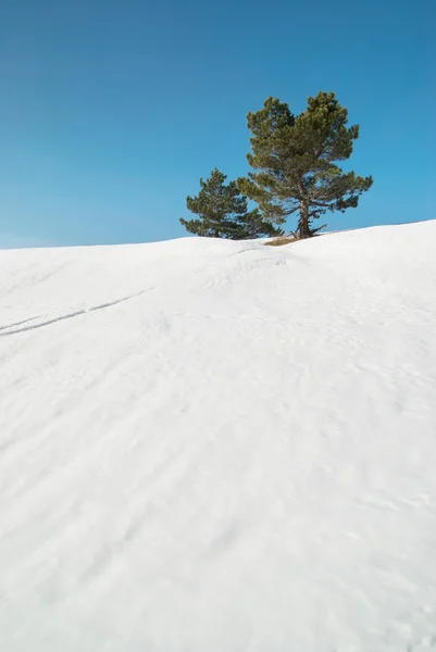 눈 녹색 전나무 나무. — 스톡 사진