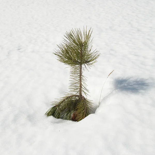 stock image Green fir trees with snow.