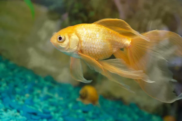 Tropické zlatá rybka — Stock fotografie