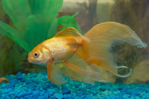 Tropikalna ryba złoty — Zdjęcie stockowe