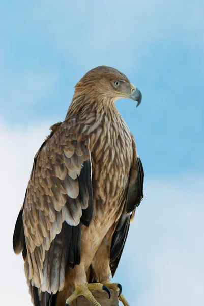 A hawk eagle — Stock Photo, Image