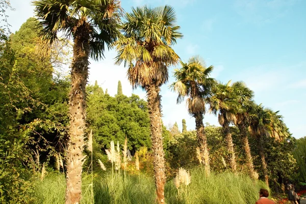 Palm trees line. — Stock Photo, Image