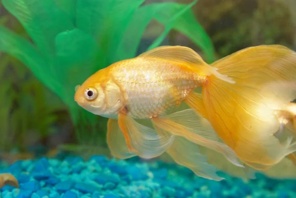 Tropical golden fish — Stock Photo, Image