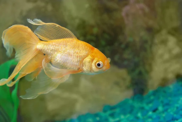 Tropikal altın balık — Stok fotoğraf