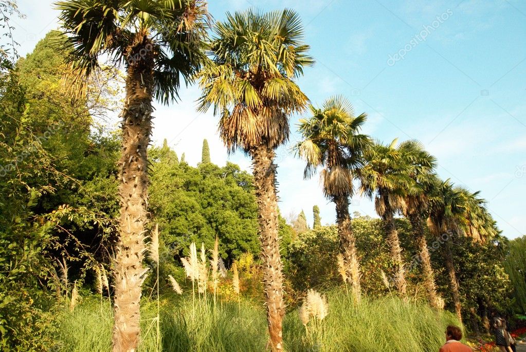 Palm trees line. Stock Photo by ©dovapi 4410268
