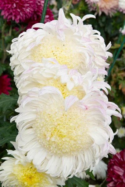 Champ de chrysanthèmes blanc-jaune . — Photo