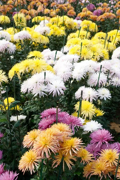 Field of different colors chrysanthemums. — Stock Photo, Image