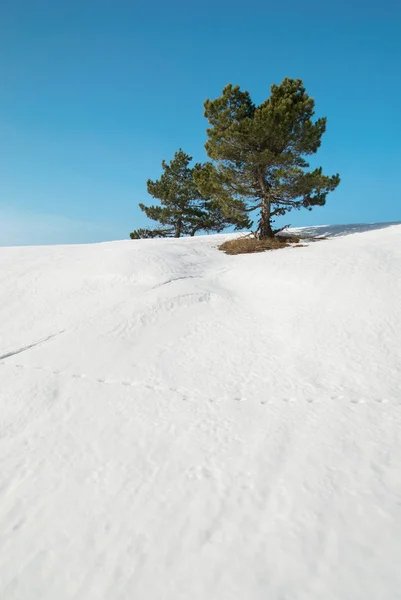 雪と緑のモミの木. — ストック写真