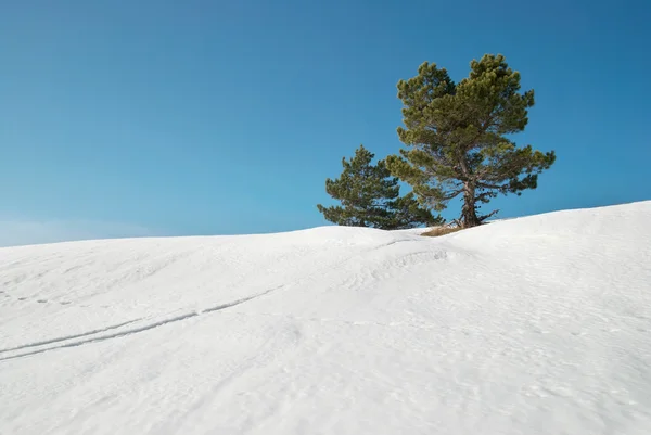 Yeşil çam ağaçları ile kar. — Stok fotoğraf