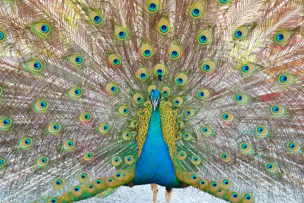 Açık trenle peacock.