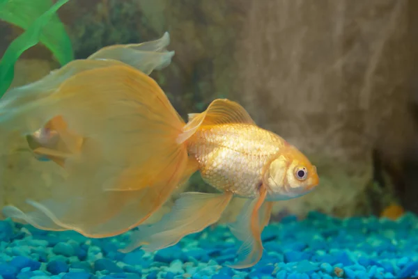 Złota Ryba Tropikalna Akwarium — Zdjęcie stockowe