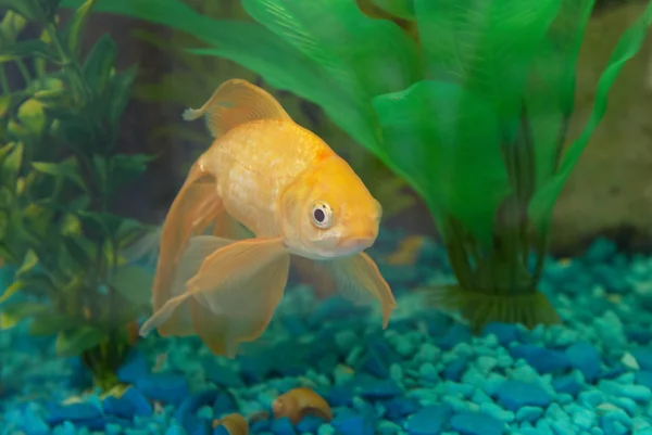 Peixe Dourado Tropical Aquário — Fotografia de Stock