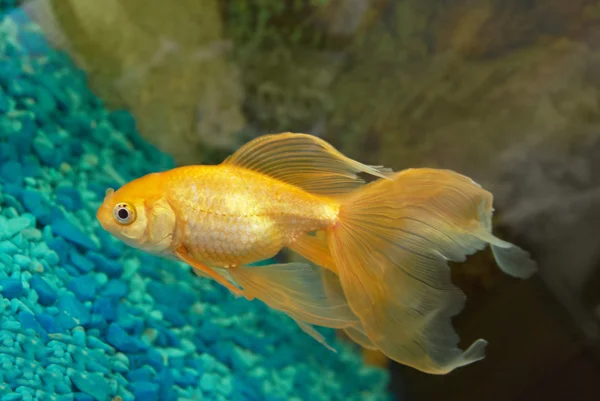 Złota Ryba Tropikalna Akwarium — Zdjęcie stockowe