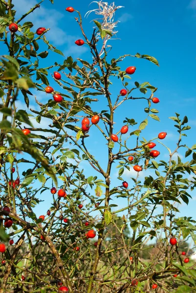 Червоні осінні ягоди — стокове фото