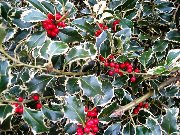 Arbusto Holly Variegado Com Bagas Vermelhas Brilhantes — Fotografia de Stock