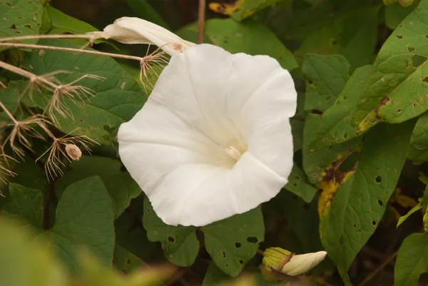 stock image Flower