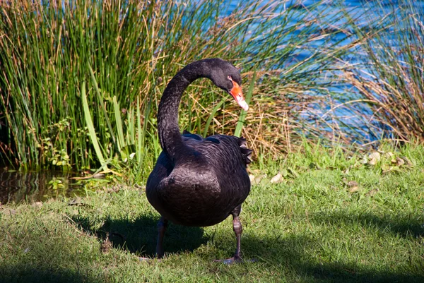 Чёрный Лебедь Стоит Краю Озера — стоковое фото