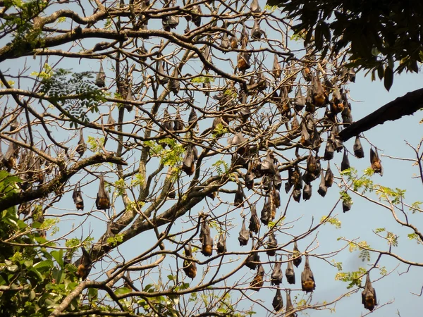 Murciélagos colgantes —  Fotos de Stock