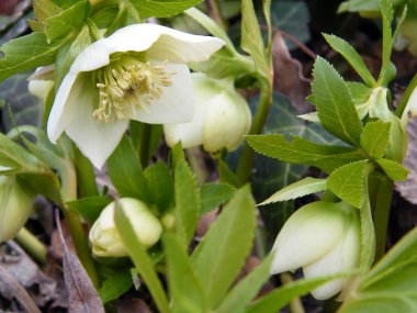 Helleborus in the wood clipart