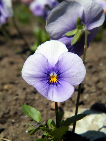 Light blue tricolor viola — Stock Photo, Image